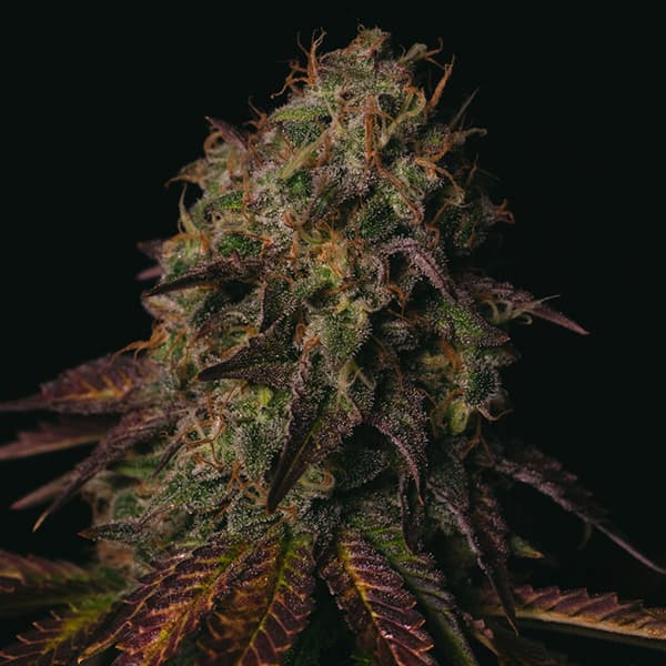 Peanut Butter Cookies Seed > Pure Instinto | Feminized Cannabis   |  Indica